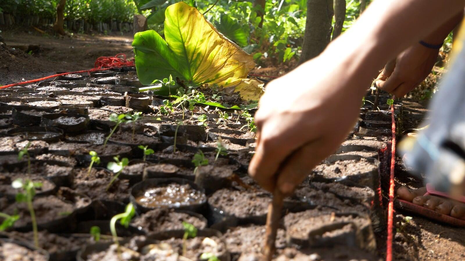 Sowing Hope in Nepal: Harnessing the Benefits of Tree Planting